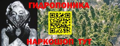 крисы Шелехов